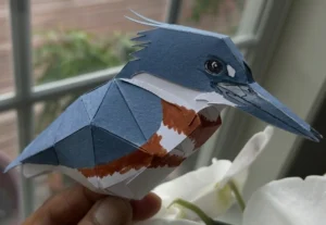 belted kingfisher